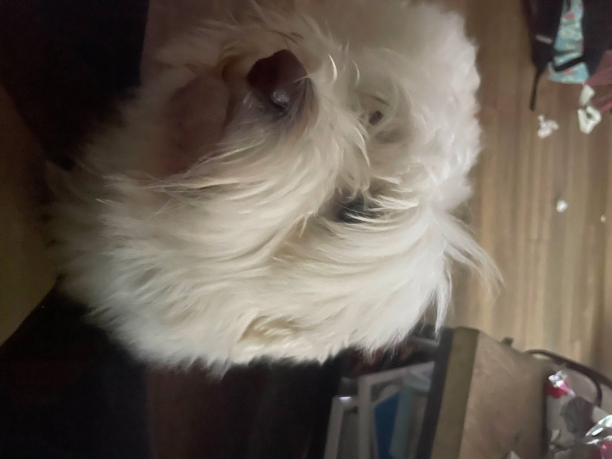 Roxy participe au concours pour gagner de l'argent avec cette photo : canidae, carnivore, companion_dog, dog, dog_breed, drum, event, fawn, felidae, fur, musical_instrument, room, small_terrier, small_to_medium_sized_cats, snout, sporting_group, tail, terrier, toy_dog, whiskers