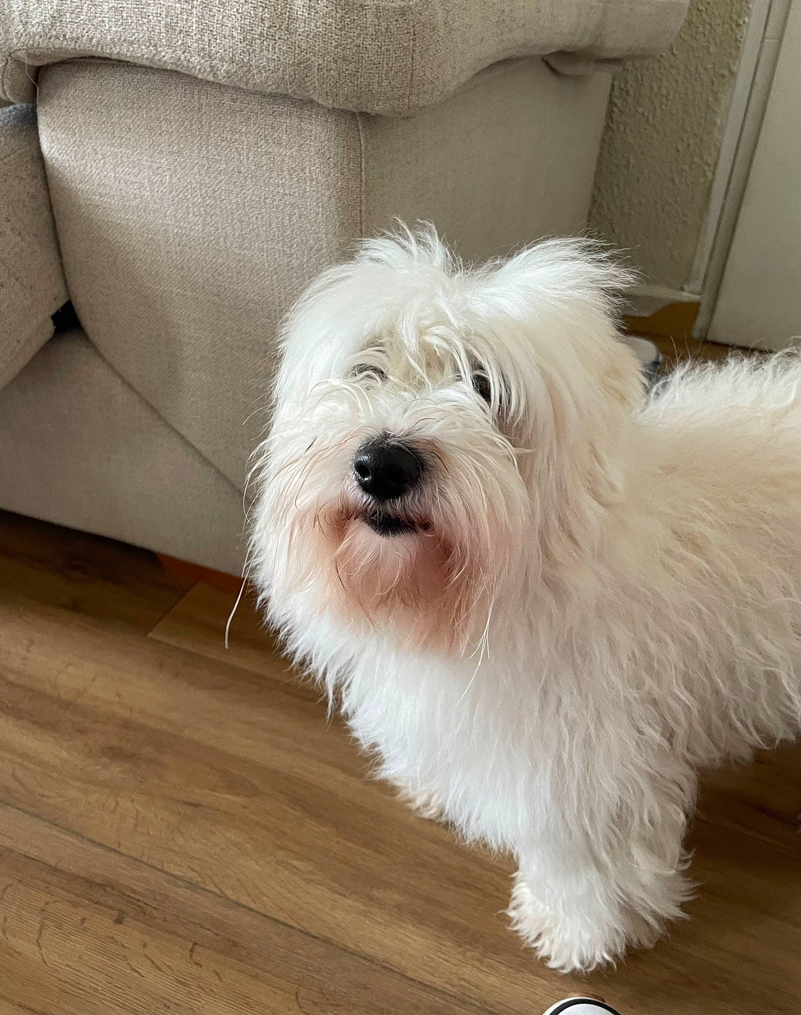 Roxy participe au concours pour gagner de l'argent avec cette photo : biewer_terrier, canidae, carnivore, companion_dog, dog, dog_breed, dog_supply, flooring, fur, hardwood, maltepoo, small_terrier, snout, sporting_group, terrier, toy_dog, varnish, watch, wood, working_animal