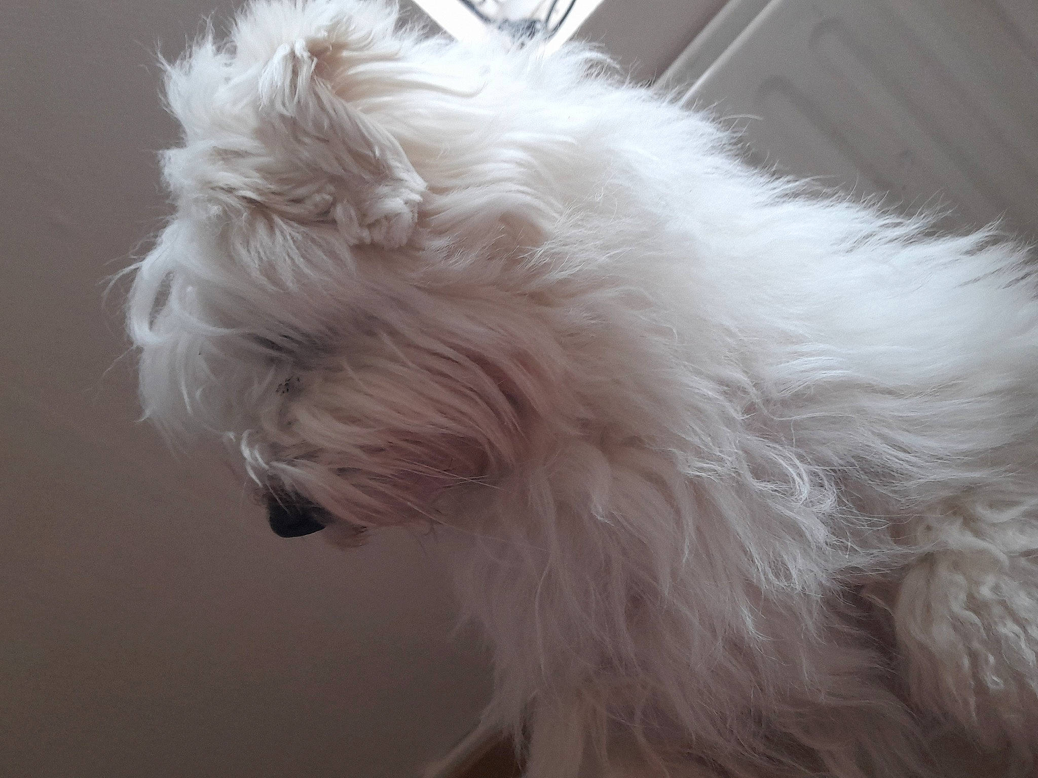 Roxy a rejoint le concours — aidez-le/la à gagner de superbes lots ! canidae, carnivore, companion_dog, dog, dog_breed, ear, fur, maltepoo, non_sporting_group, small_terrier, snout, sporting_group, tail, terrier, toy_dog, working_animal