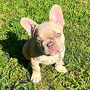 Prince Leo is registered to the contest to win money with this photo: dog, puppy, french_bulldog, grass, outdoor, sunlight, pet, animal, cute, ears, beige_fur, sitting, young, nature, playful, collar, small, adorable, sunny, green