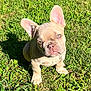 dog, puppy, french_bulldog, grass, outdoor, sunlight, pet, animal, cute, ears, beige_fur, sitting, young, nature, playful, collar, small, adorable, sunny, green