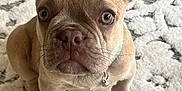 Prince Leo joined the competition — help win amazing prizes! french_bulldog, puppy, dog, pet, collar, bell, ears, eyes, face, fur, whiskers, sitting, carpet, texture, indoor, cute, canine, animal, mammal, looking_up