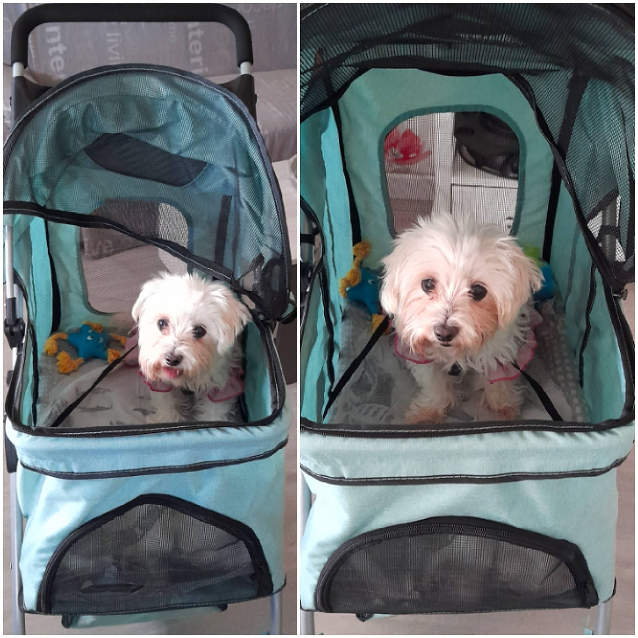 Fetiche participe au concours pour gagner de l'argent avec cette photo : blue, canidae, carnivore, comfort, companion_dog, dog, dog_breed, dog_supply, fur, maltepoo, mammal, non_sporting_group, pink, rectangle, shih_poo, small_terrier, sporting_group, toy_dog, vertebrate, watch