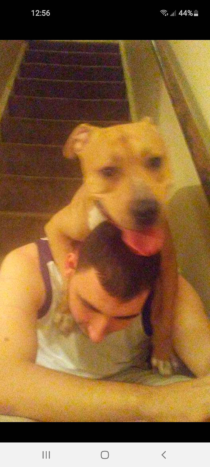 Thunder is registered to the contest to win money with this photo: american_pit_bull_terrier, american_staffordshire_terrier, canidae, carnivore, dog, dog_breed, fawn, mammal, non_sporting_group, nose, pit_bull, puppy, snout