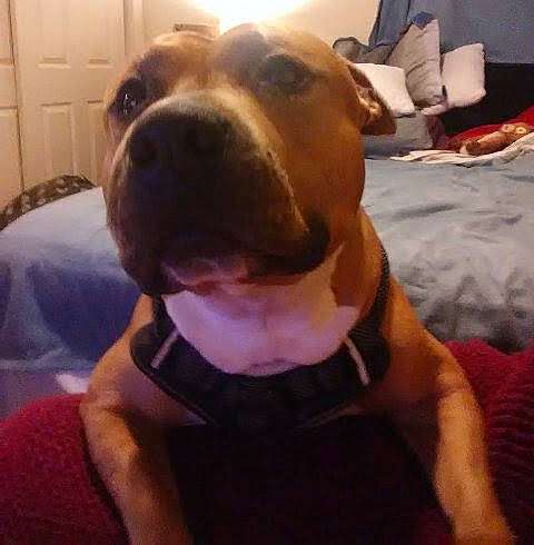 Thunder is registered to the contest to win money with this photo: american_pit_bull_terrier, american_staffordshire_terrier, canidae, carnivore, dog, dog_breed, ear, fawn, head, mammal, muscle, non_sporting_group, nose, pit_bull, puppy, puppy_love, selfie, snout, sporting_group, staffordshire_bull_terrier