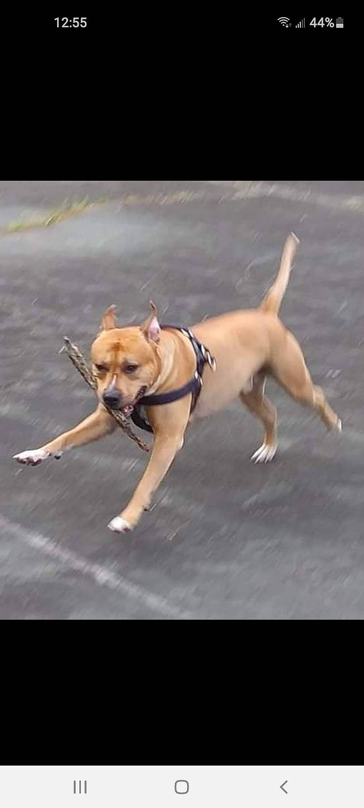 Thunder is registered to the contest to win money with this photo: american_pit_bull_terrier, canidae, carnivore, collar, companion_dog, dog, dog_breed, dog_collar, dog_walking, fawn, leash, mammal, sporting_group, vertebrate, working_dog