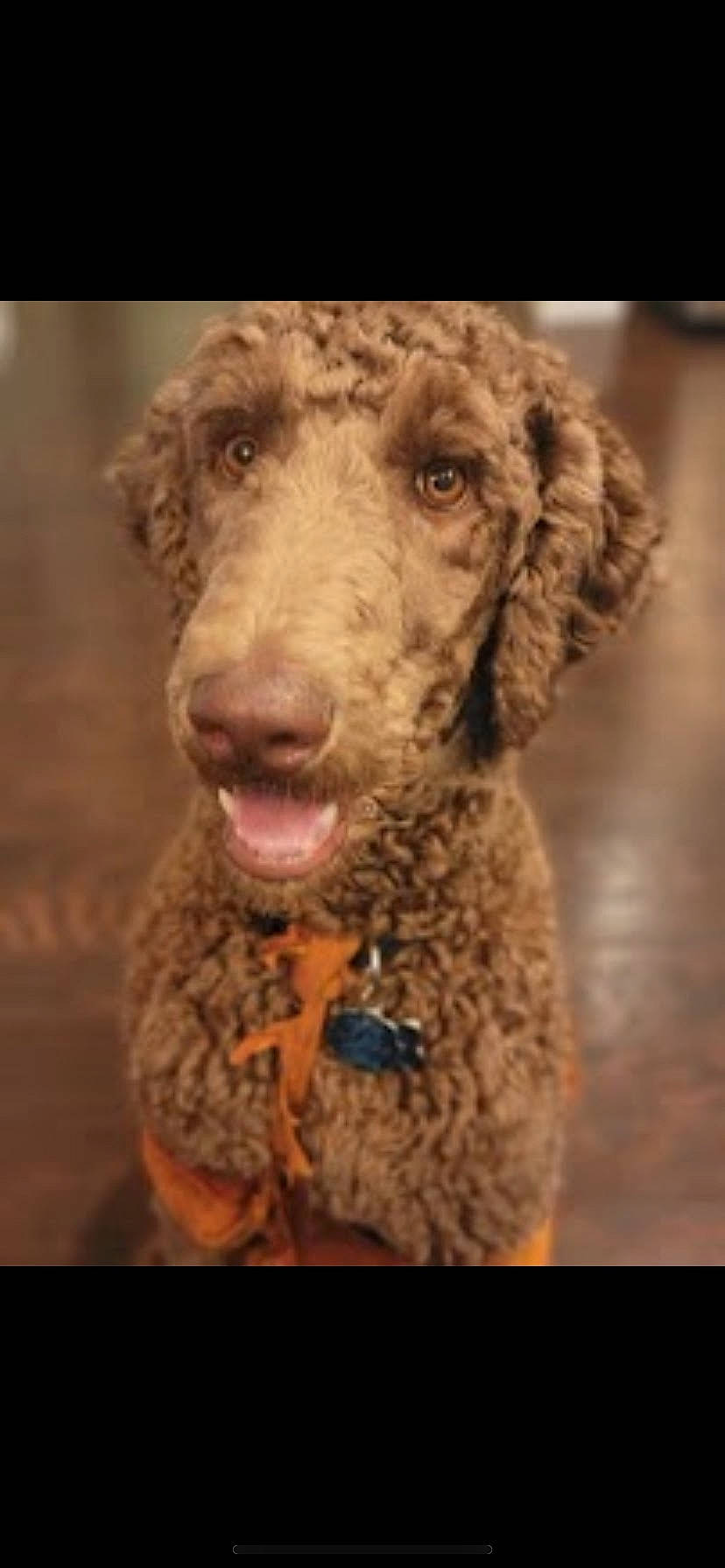 Maximus joined the competition — help win amazing prizes! canidae, carnivore, companion_dog, dog, dog_breed, dog_collar, ear, eye, fawn, fur, head, liver, poodle, snout, sporting_group, standard_poodle, terrestrial_animal, toy_dog, water_dog, working_animal