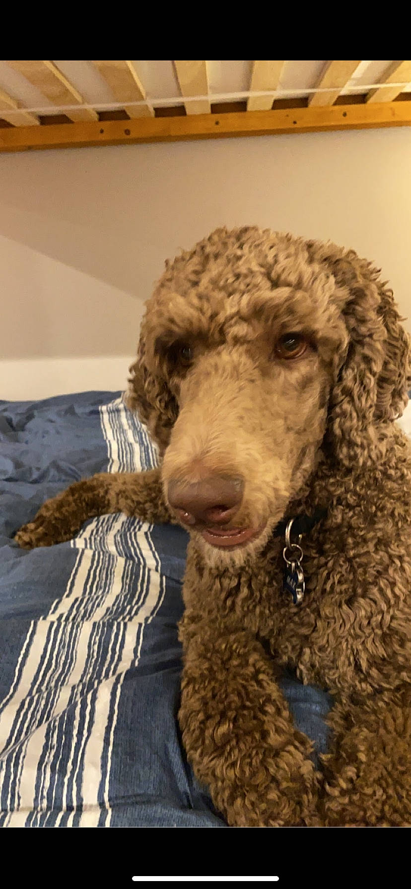 Maximus joined the competition — help win amazing prizes! canidae, carnivore, companion_dog, dog, dog_breed, dog_collar, fur, labradoodle, liver, non_sporting_group, poodle, snout, sporting_group, standard_poodle, terrestrial_animal, terrier, toy_dog, water_dog, working_animal