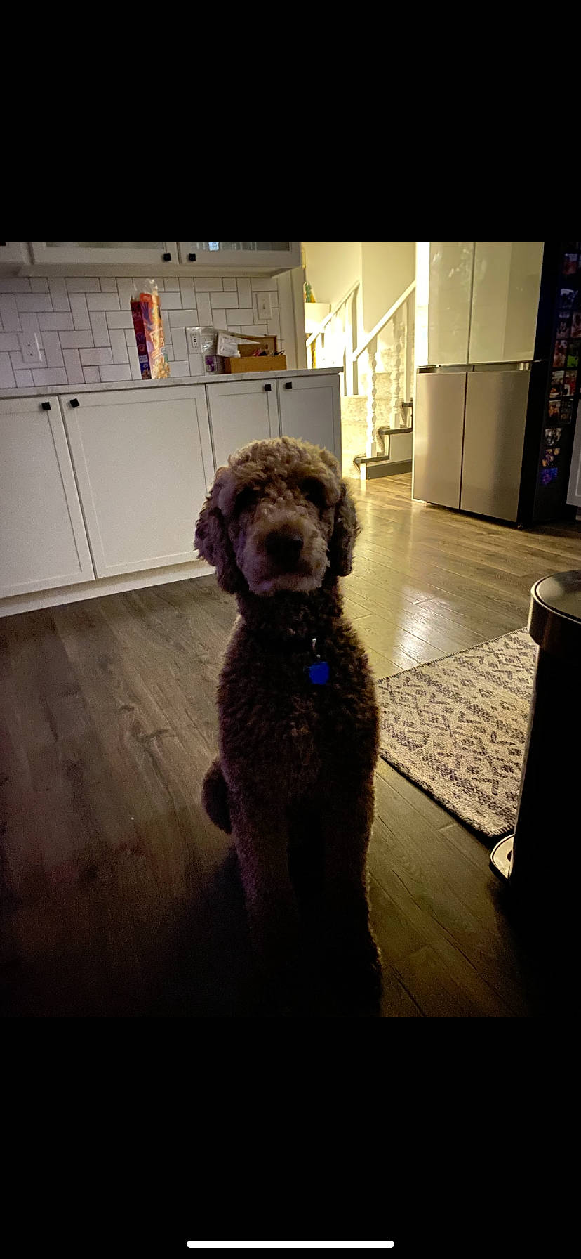 Maximus is registered to the contest to win money with this photo: cabinetry, carnivore, companion_dog, dog, dog_breed, fawn, floor, flooring, fur, hardwood, labradoodle, liver, pet_supply, poodle, room, terrier, toy_dog, water_dog, wood, working_animal