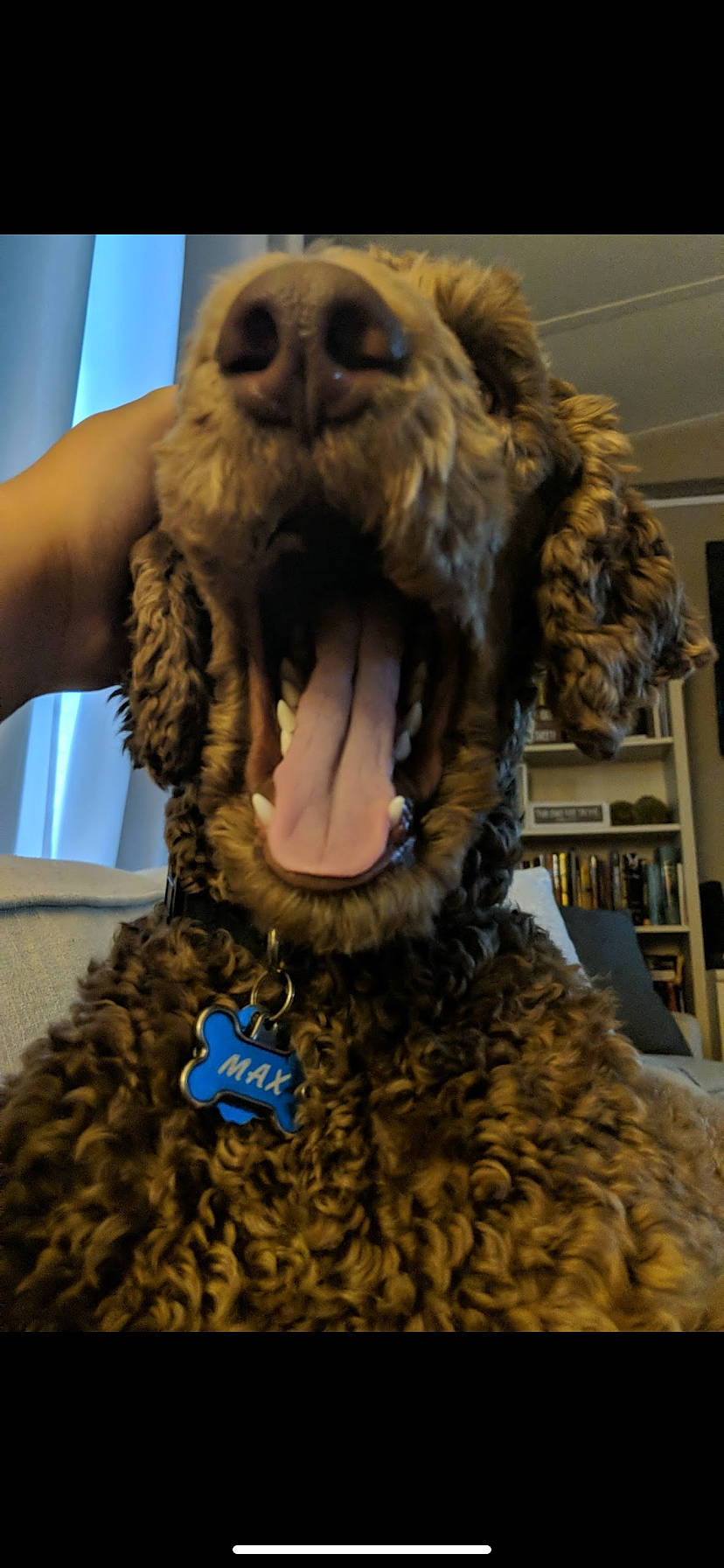 Maximus joined the competition — help win amazing prizes! art, big_cats, bookcase, brown_bear, companion_dog, costume, dog_breed, electric_blue, fang, felidae, fun, fur, fur_clothing, mammal, photograph, snapshot, snout, toy, vertebrate, whiskers