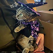 Kiggy joined the competition — help win amazing prizes! cat, tabby_cat, costume, wizard_hat, purple_cloak, person, hand, indoor, window, box, clothing, pet, animal, feline, sitting, holding, casual, home, cute, portrait