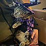 cat, tabby_cat, costume, wizard_hat, purple_cloak, person, hand, indoor, window, box, clothing, pet, animal, feline, sitting, holding, casual, home, cute, portrait