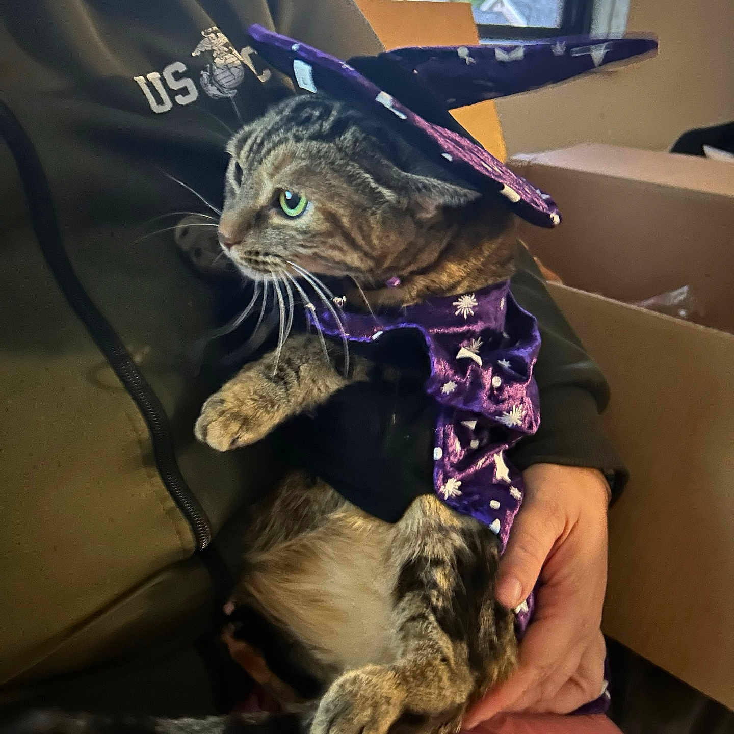 Kiggy joined the competition — help win amazing prizes! animal, box, casual, cat, clothing, costume, cute, feline, hand, holding, home, indoor, person, pet, portrait, purple_cloak, sitting, tabby_cat, window, wizard_hat