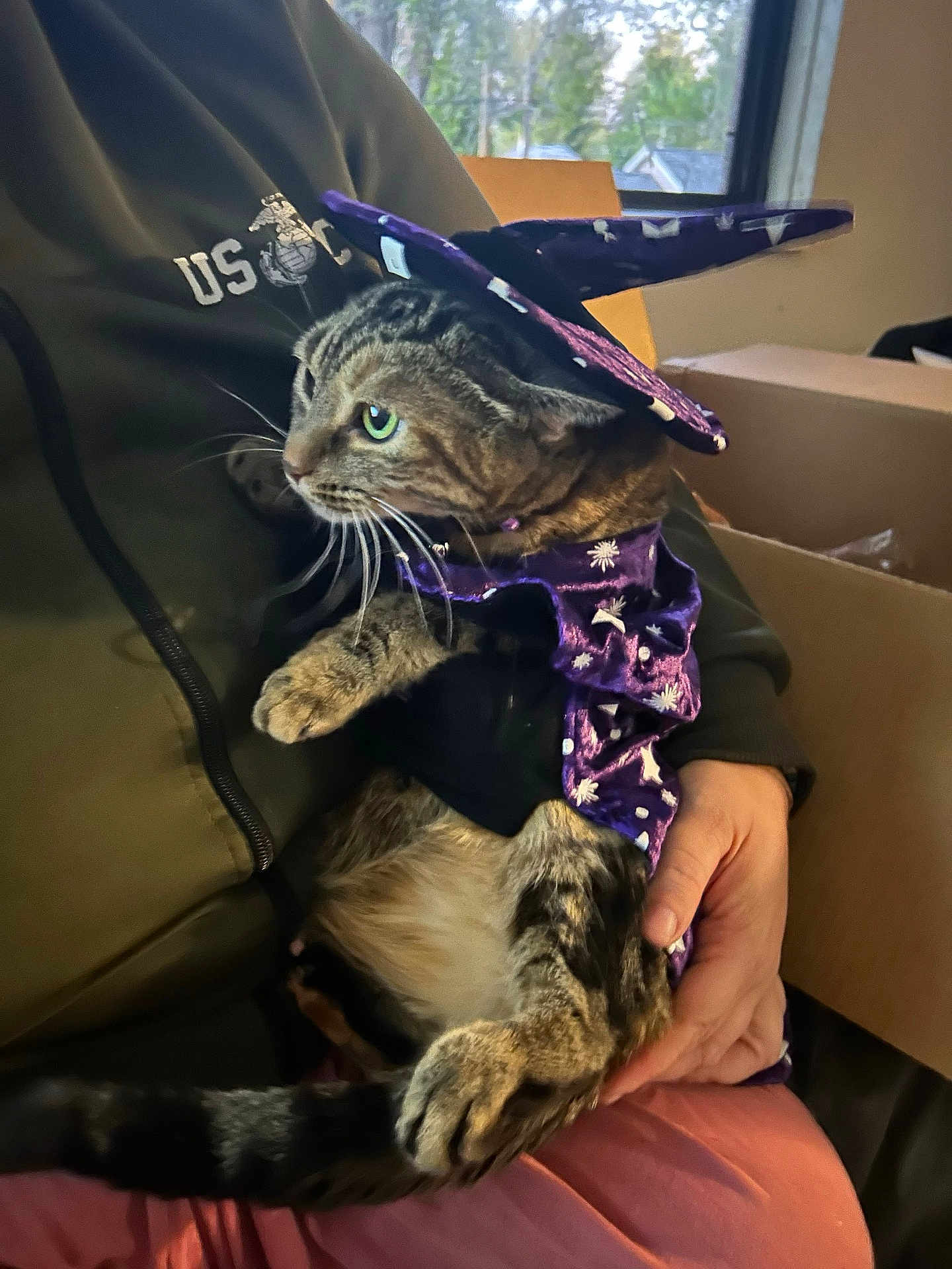 Kiggy joined the competition — help win amazing prizes! cat, tabby_cat, costume, wizard_hat, purple_cloak, person, hand, indoor, window, box, clothing, pet, animal, feline, sitting, holding, casual, home, cute, portrait