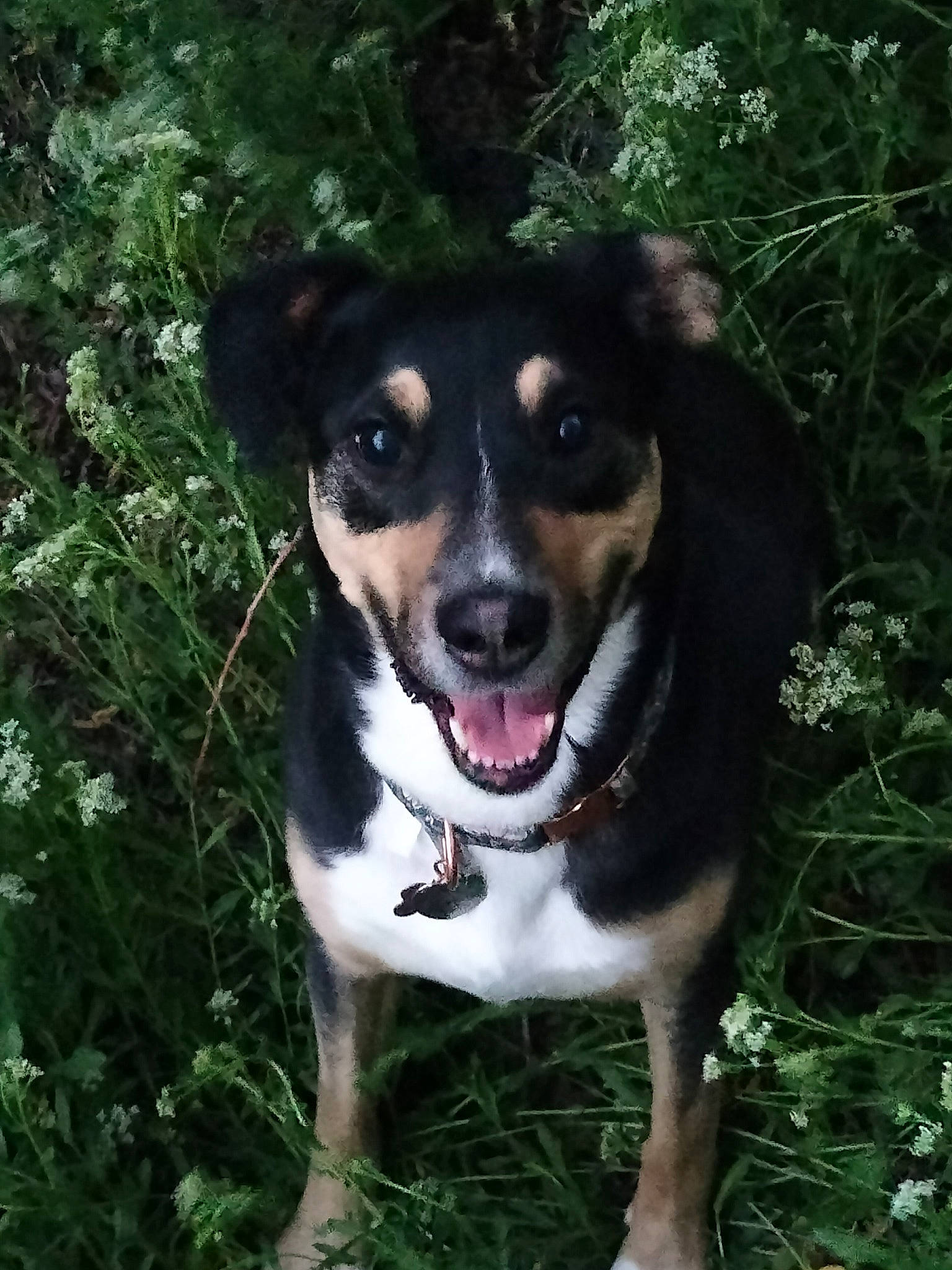 Lucy Lu joined the competition — help win amazing prizes! canidae, carnivore, collar, companion_dog, dog, dog_breed, grass, plant, snout, sporting_group, terrestrial_plant, terrier, tree, whiskers, working_animal, working_dog