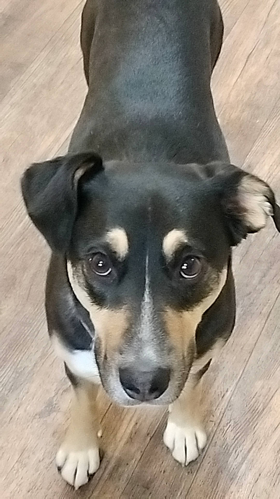 Lucy Lu is registered to the contest to win money with this photo: canidae, carnivore, collar, companion_dog, dog, dog_breed, fur, puppy, snout, sporting_group, street_dog, terrestrial_animal, terrier, whiskers, wood, working_animal, working_dog