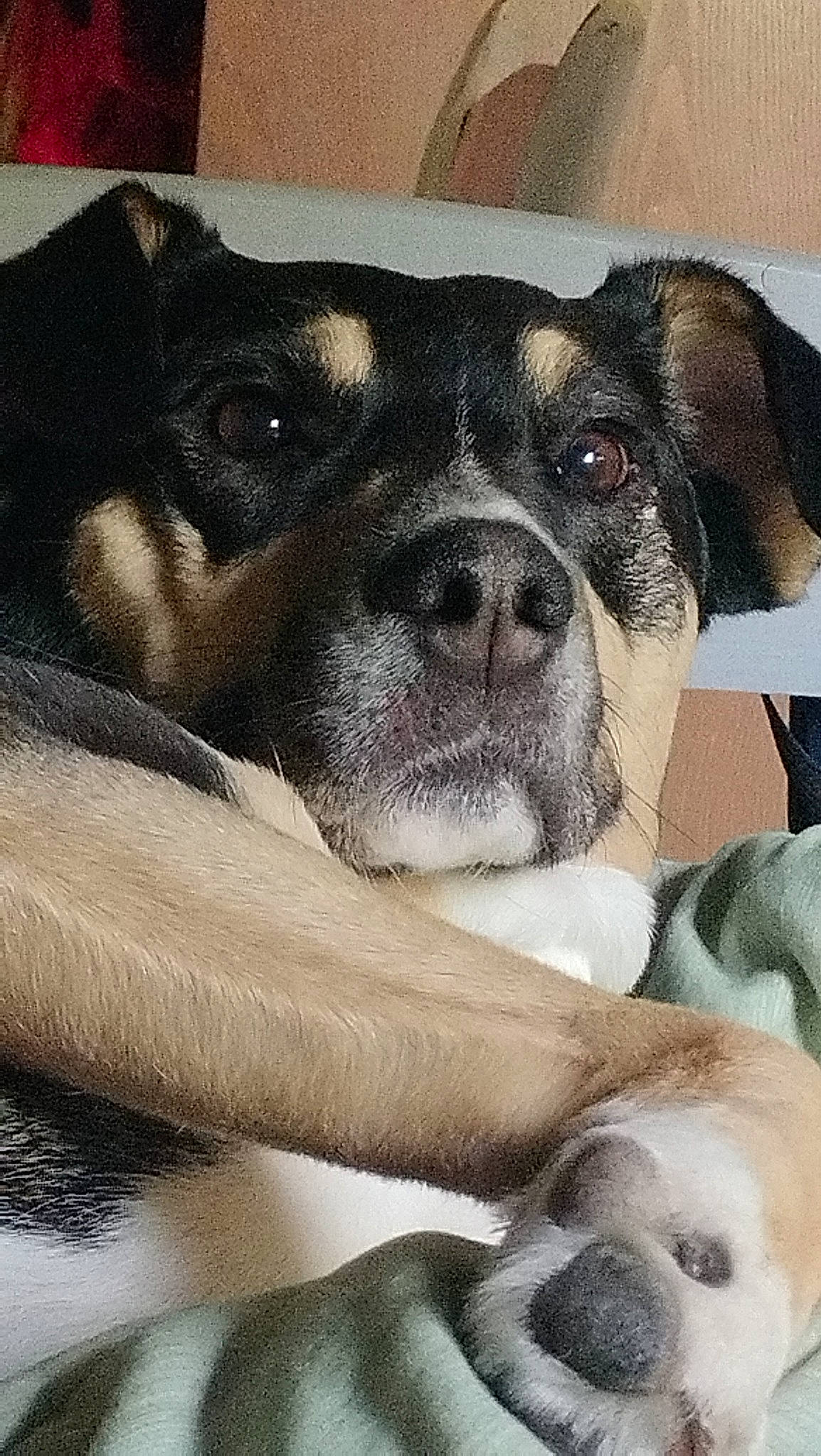 Lucy Lu joined the competition — help win amazing prizes! canidae, carnivore, comfort, companion_dog, dog, dog_breed, ear, fawn, fur, love, non_sporting_group, paw, puppy, puppy_love, snout, sporting_group, terrestrial_animal, toy_dog, whiskers, working_animal