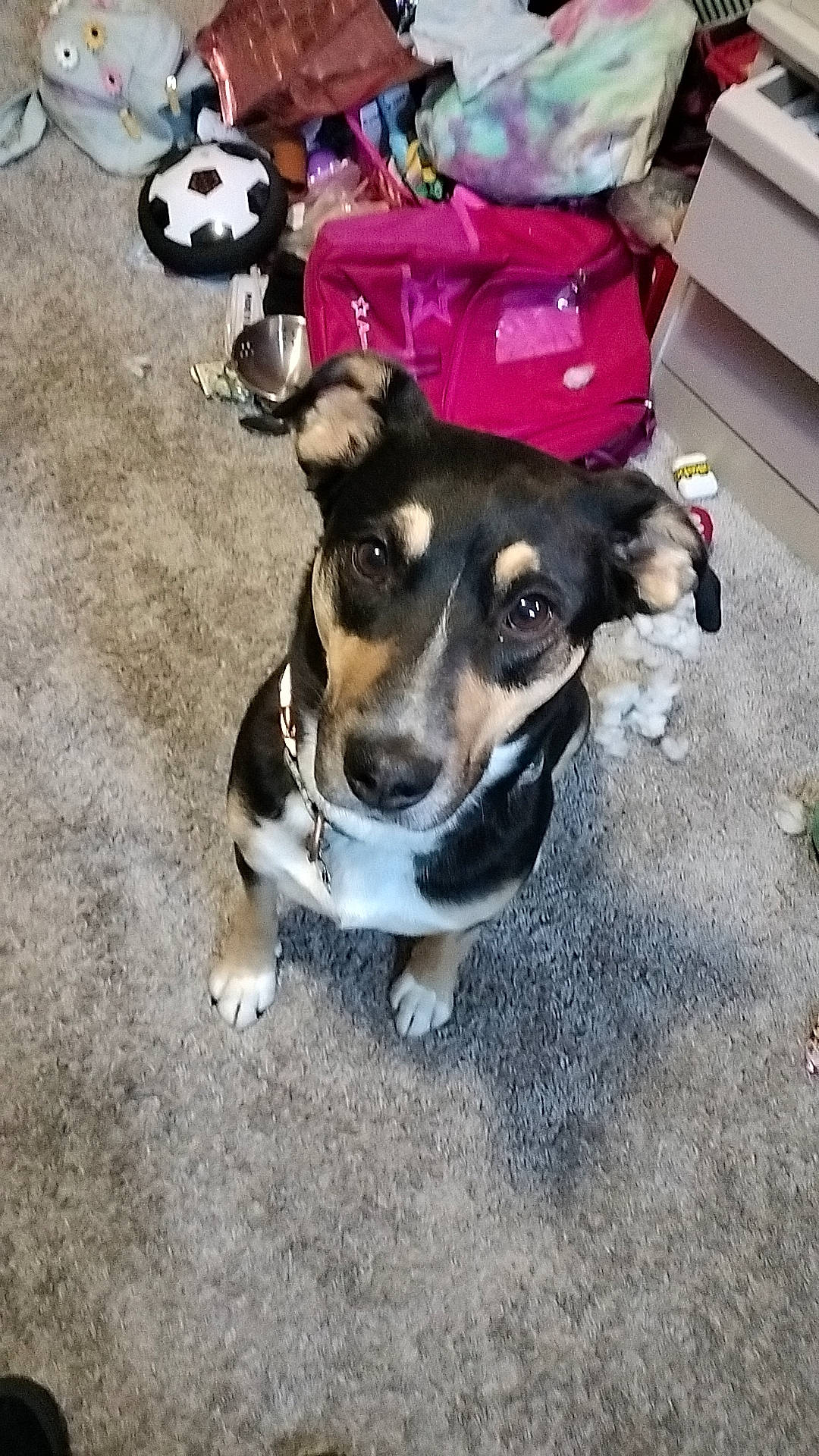 Lucy Lu is registered to the contest to win money with this photo: canidae, carnivore, collar, companion_dog, dog, dog_breed, dog_clothes, dog_collar, dog_supply, fashion_accessory, fawn, fur, leash, pet_supply, snout, sporting_group, street_dog, toy_dog, working_animal, working_dog