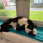Tux is registered to the contest to win money with this photo: cat, black_and_white, window, blue_towel, paw, relaxed, indoor, suburban, greenery, flag, curious, pet, animal, fur, whiskers, pink_nose, daylight, resting, house, playful