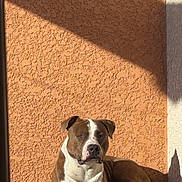 Luffy participe au concours pour gagner de l'argent avec cette photo : dog, brown_and_white_dog, outdoor, sunlight, shadow, bench, woven_bench, textured_wall, orange_wall, relaxed, calm, pet, animal, domestic_animal, resting, daylight, sunny, portrait, side_view, household_items