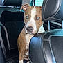 dog, car_interior, leather_seat, brown_and_white_dog, pet, animal, backseat, window, daylight, seat_headrest, fur, canine, looking, sitting, vehicle, inside, transportation, domestic_animal, companion, curious