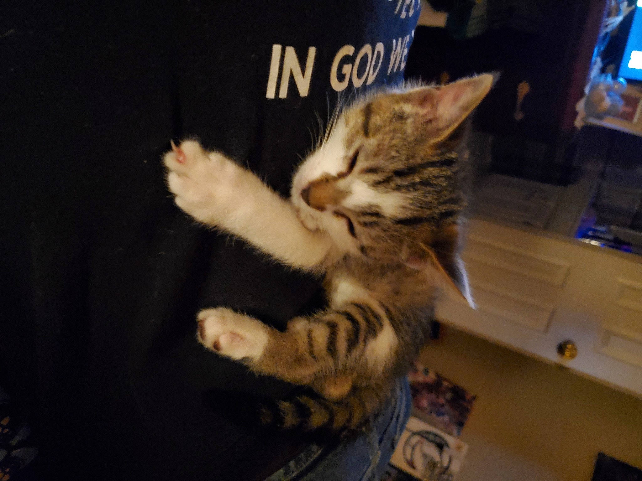 Bubba joined the competition — help win amazing prizes! cabinetry, carnivore, cat, claw, comfort, computer_monitor, domestic_short_haired_cat, drawer, felidae, foot, fur, gesture, lap, paw, small_to_medium_sized_cats, tail, whiskers