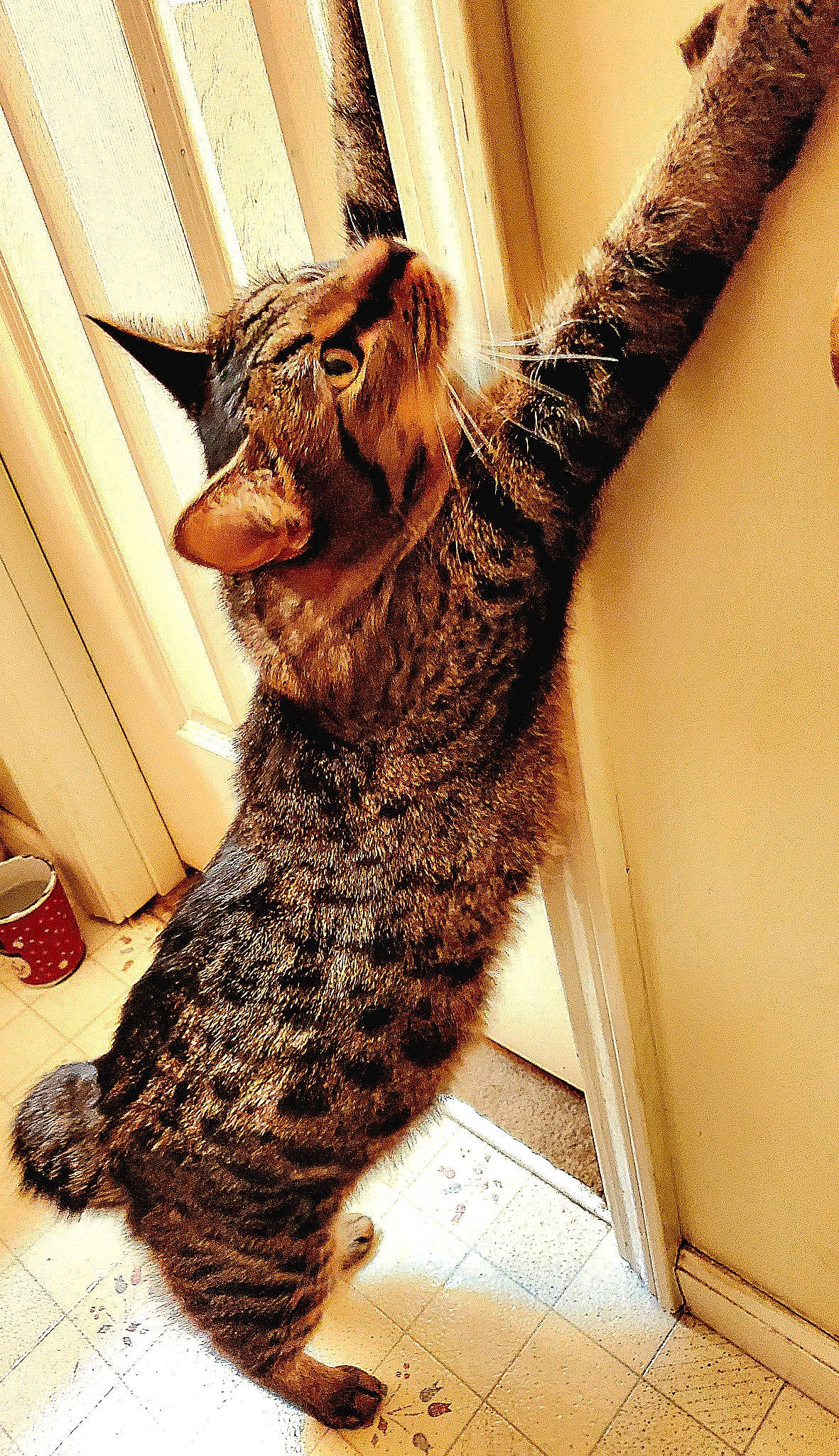 Itty-bitty is registered to the contest to win money with this photo: carnivore, cat, claw, domestic_short_haired_cat, fawn, felidae, fur, gesture, human_leg, metal, pattern, paw, small_to_medium_sized_cats, snout, tail, terrestrial_animal, twig, whiskers, window, wood