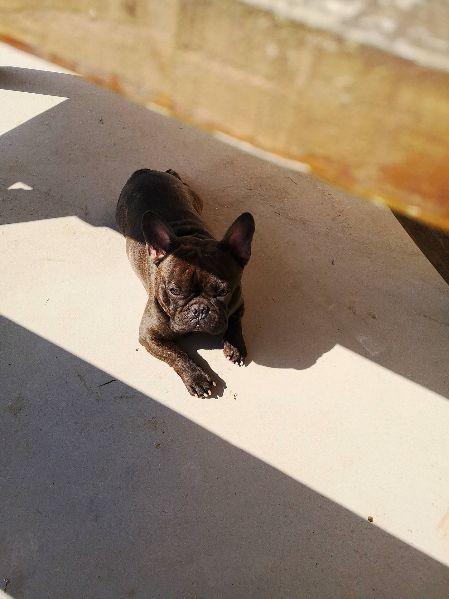 Nikki participe au concours pour gagner de l'argent avec cette photo : canidae, carnivore, cat, fawn, felidae, floor, french_bulldog, kitten, small_to_medium_sized_cats, snout, whiskers