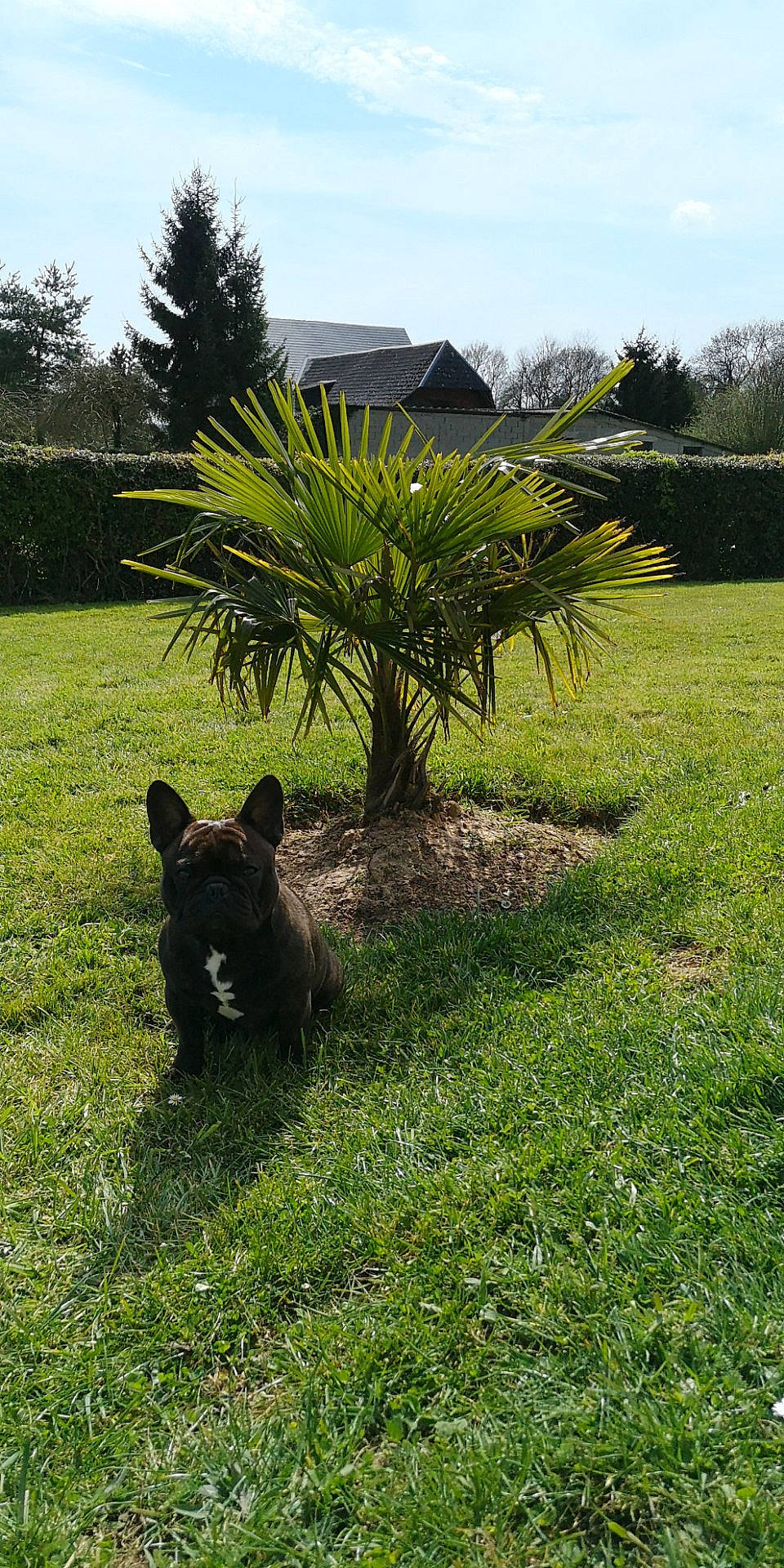 Nikki participe au concours pour gagner de l'argent avec cette photo : backyard, botany, canidae, carnivore, dog, dog_breed, flower, garden, grass, grass_family, green, landscape, lawn, non_sporting_group, palm_tree, plant, shrub, tree, yard