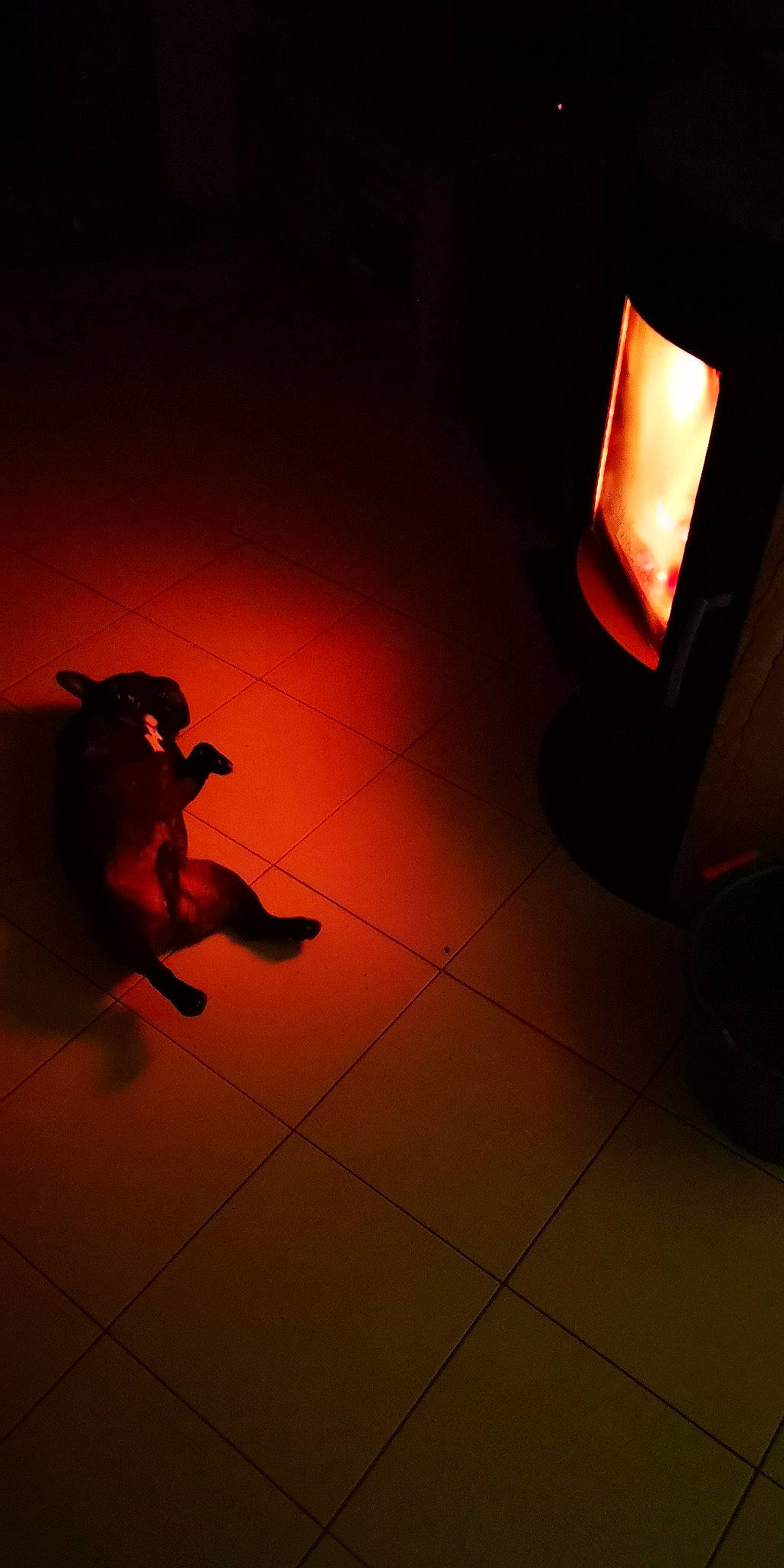 Nikki participe au concours pour gagner de l'argent avec cette photo : cat, darkness, floor, flooring, heat, interior_design, light, lighting, orange, photography, red, shadow, sky, tail