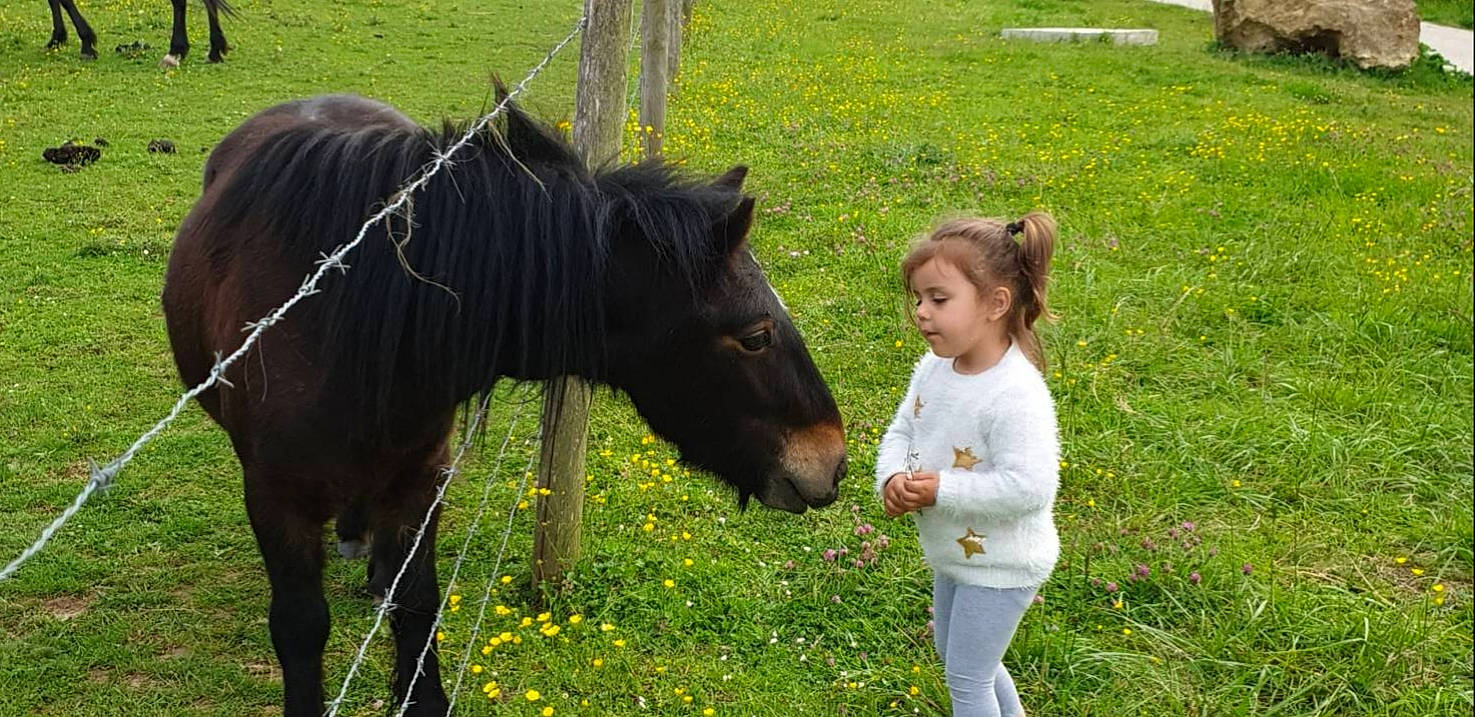 Alicia a rejoint le concours — aidez-le/la à gagner de superbes lots ! bridle, flower, grass, grassland, grazing, groundcover, happy, horse, horse_supplies, horse_tack, landscape, livestock, mane, mare, meadow, pack_animal, people_in_nature, person, plant, terrestrial_animal