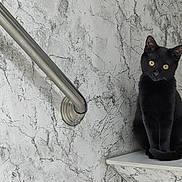 Mushy is registered to the contest to win money with this photo: animal, black_cat, cat, fur, furniture, gothic, home, indoors, marble, metal, pet, pointed_ears, portrait, rail, shelf, sitting, tail, wall, whiskers, yellow_eyes