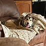 dog, canine, pet, couch, leather, blanket, indoor, living_room, furniture, relaxed, tongue_out, ears_up, brown, beige, smiling, house, cozy, domestic, happy, resting