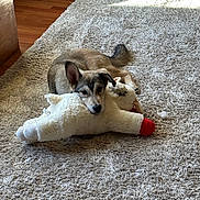 Wolfie is registered to the contest to win money with this photo: puppy, dog, stuffed_toy, carpet, indoor, sunlight, resting, cozy, pet, wooden_floor, fluffy, cute, animal, toy, relaxing, domestic, home, light, shadow, comfort