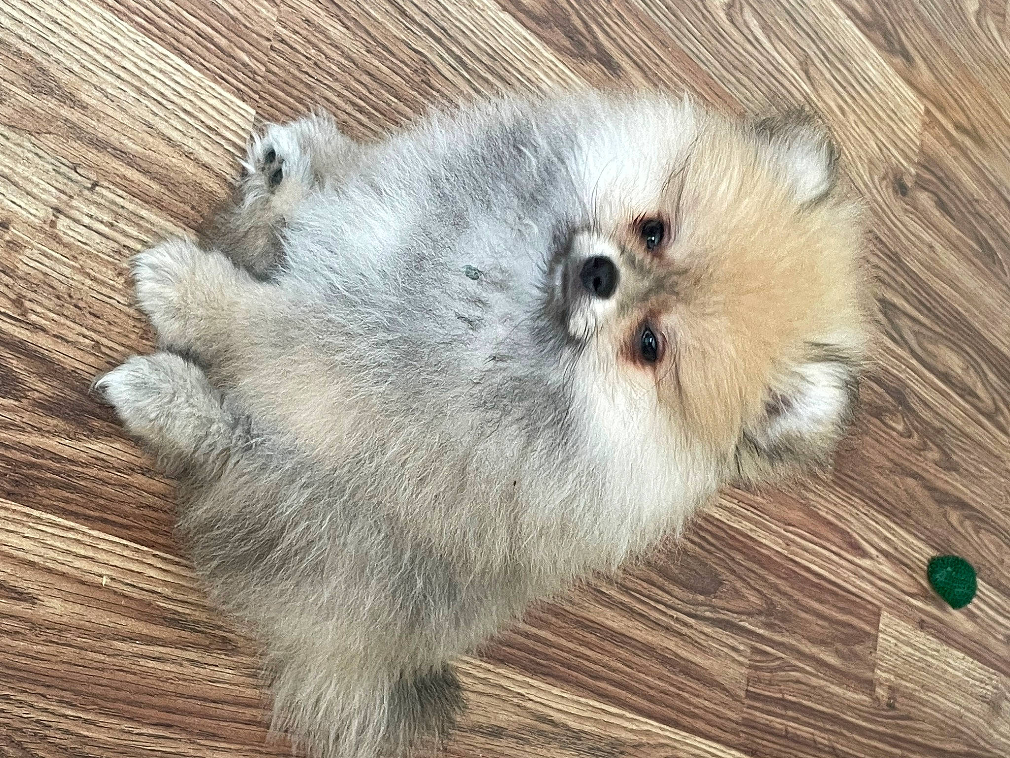 Max is registered to the contest to win money with this photo: beak, canidae, carnivore, chicken, companion_dog, dog_breed, fawn, felidae, fur, hardwood, paw, small_to_medium_sized_cats, snout, sporting_group, tail, terrestrial_animal, whiskers, wildlife, wood, wood_stain