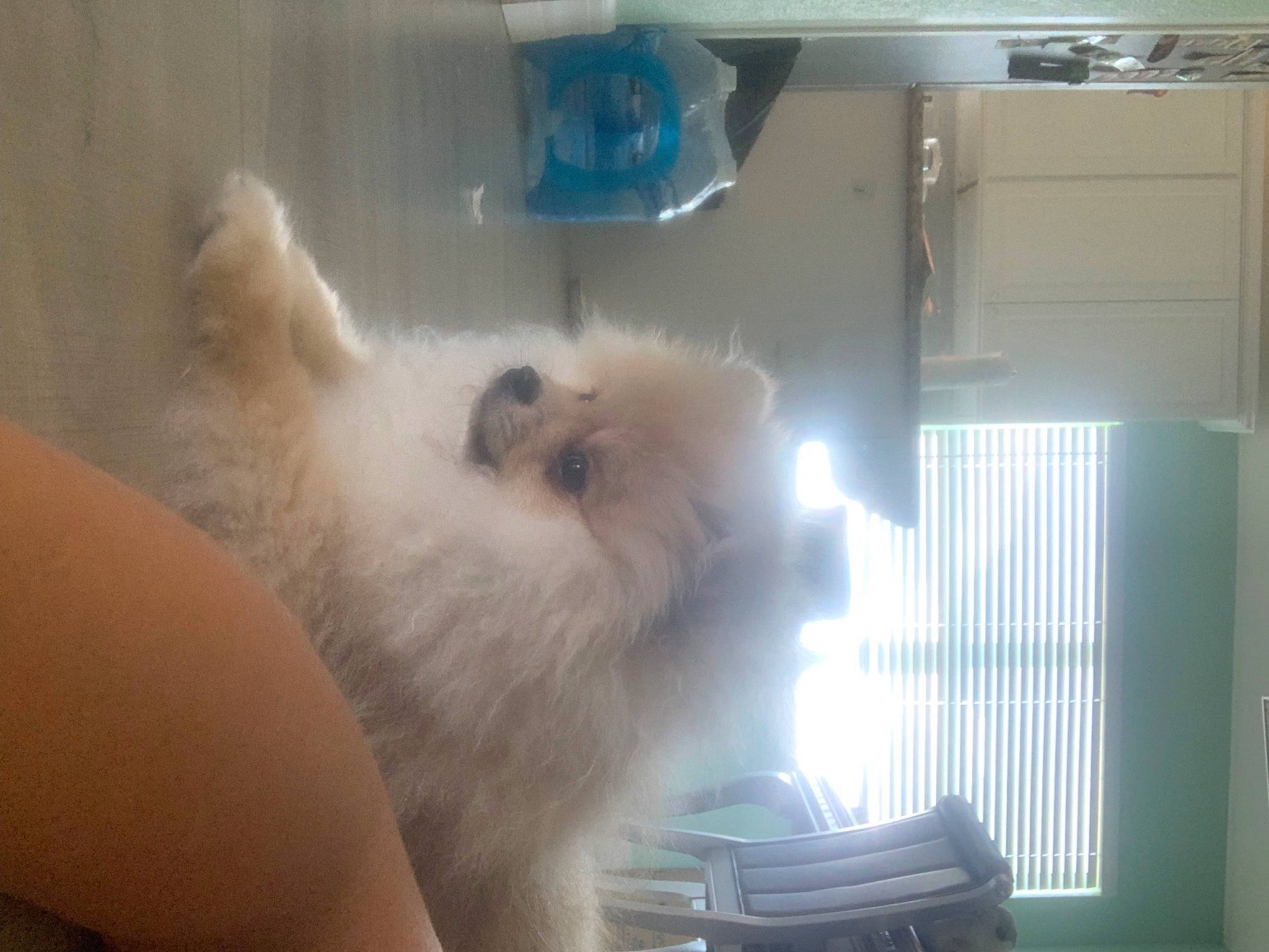 Max is registered to the contest to win money with this photo: balinese, canidae, carnivore, cat, companion_dog, dog_breed, fawn, felidae, fur, german_spitz, paw, ragdoll, samoyed, small_to_medium_sized_cats, snout, spitz, sporting_group, tail, toy_dog, whiskers