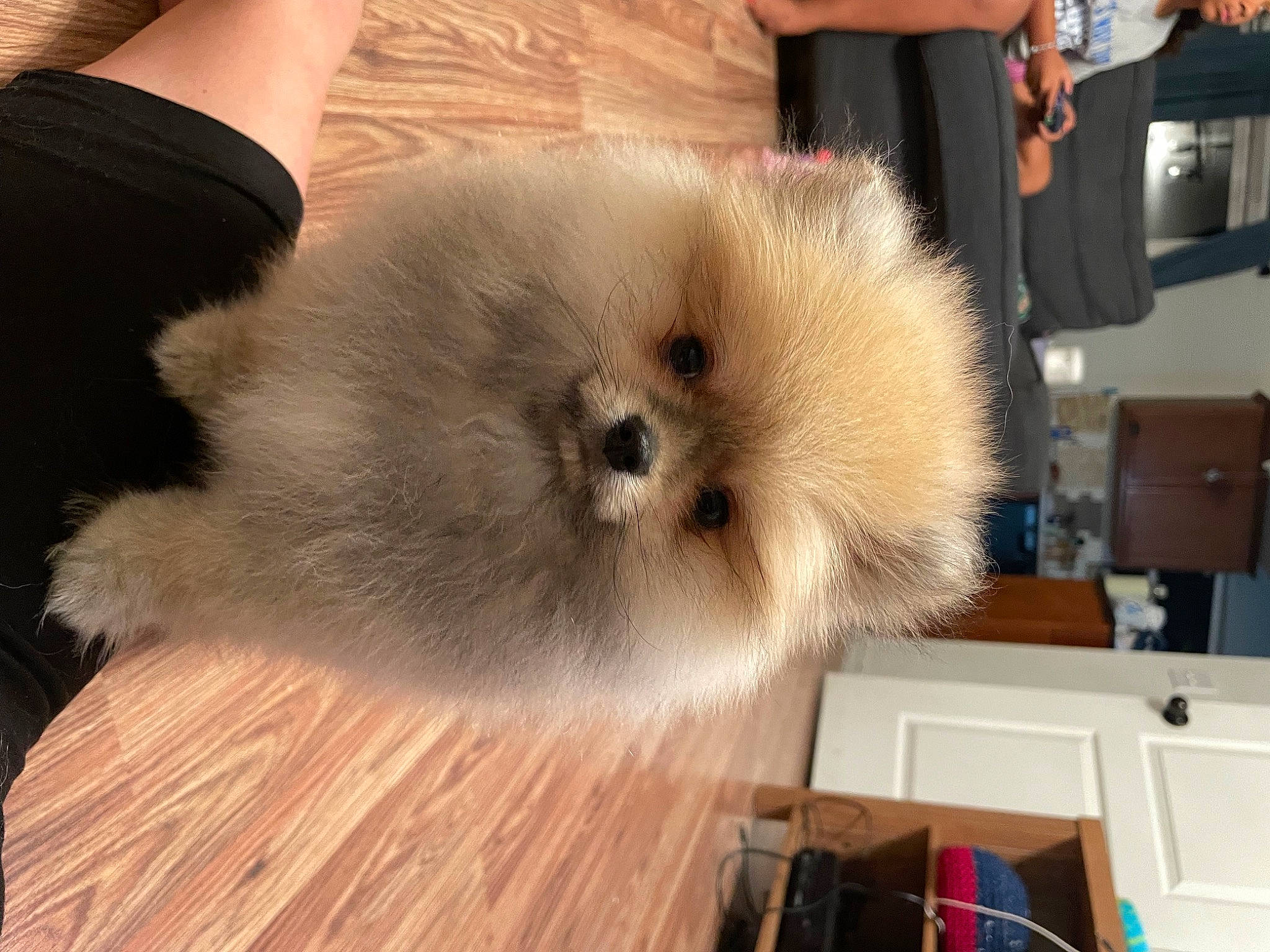 Max is registered to the contest to win money with this photo: ancient_dog_breeds, cabinetry, canidae, carnivore, companion_dog, dog, dog_breed, drawer, fawn, fur, german_spitz, german_spitz_klein, hardwood, non_sporting_group, snout, spitz, sporting_group, toy_dog, whiskers, working_animal