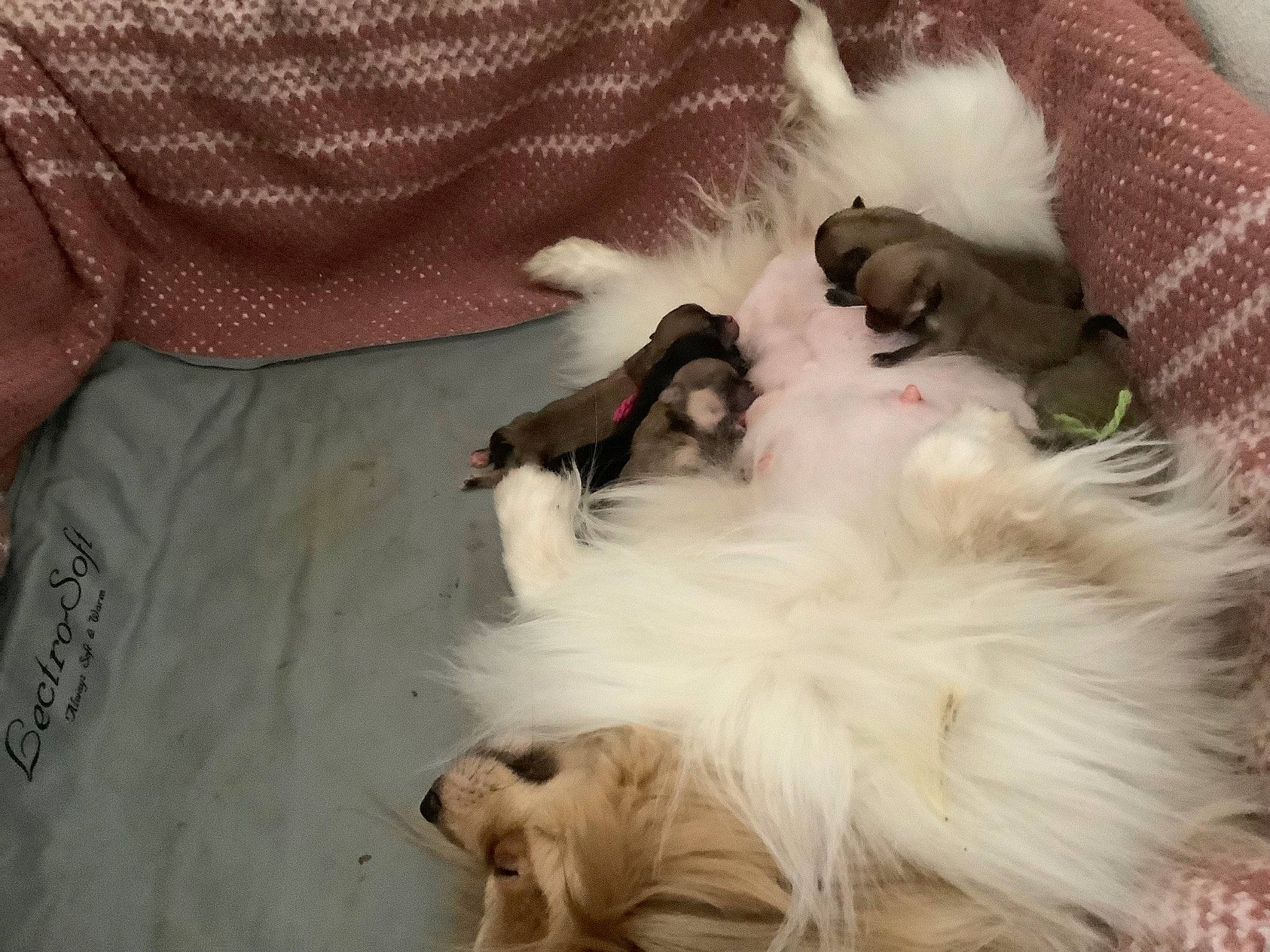 Rosie joined the competition — help win amazing prizes! canidae, carnivore, cat, comfort, companion_dog, dog_breed, duvet, fawn, felidae, fur, nap, paw, puppy_love, sleeve, small_to_medium_sized_cats, spitz, sporting_group, tail, toy_dog, whiskers