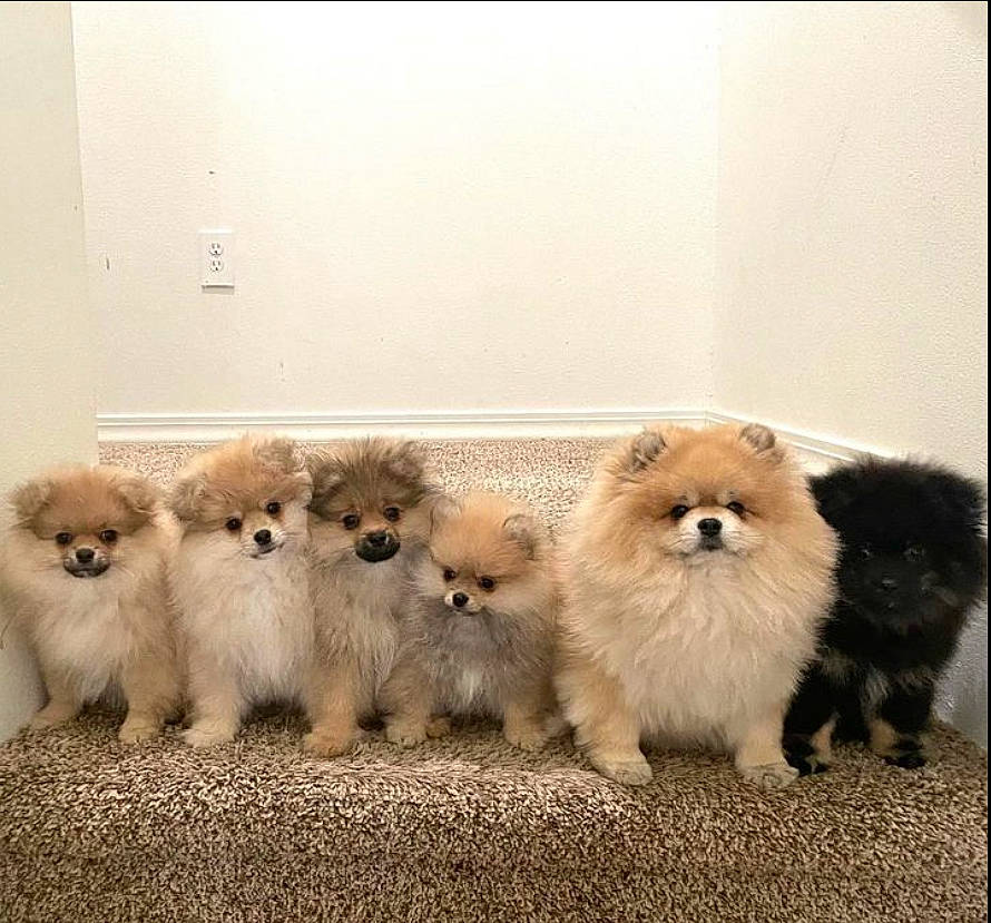 Rosie is registered to the contest to win money with this photo: ancient_dog_breeds, canidae, carnivore, companion_dog, dog, dog_breed, fawn, fur, german_spitz, german_spitz_klein, german_spitz_mittel, non_sporting_group, snout, spitz, sporting_group, tail, terrestrial_animal, toy_dog, wildlife, working_animal