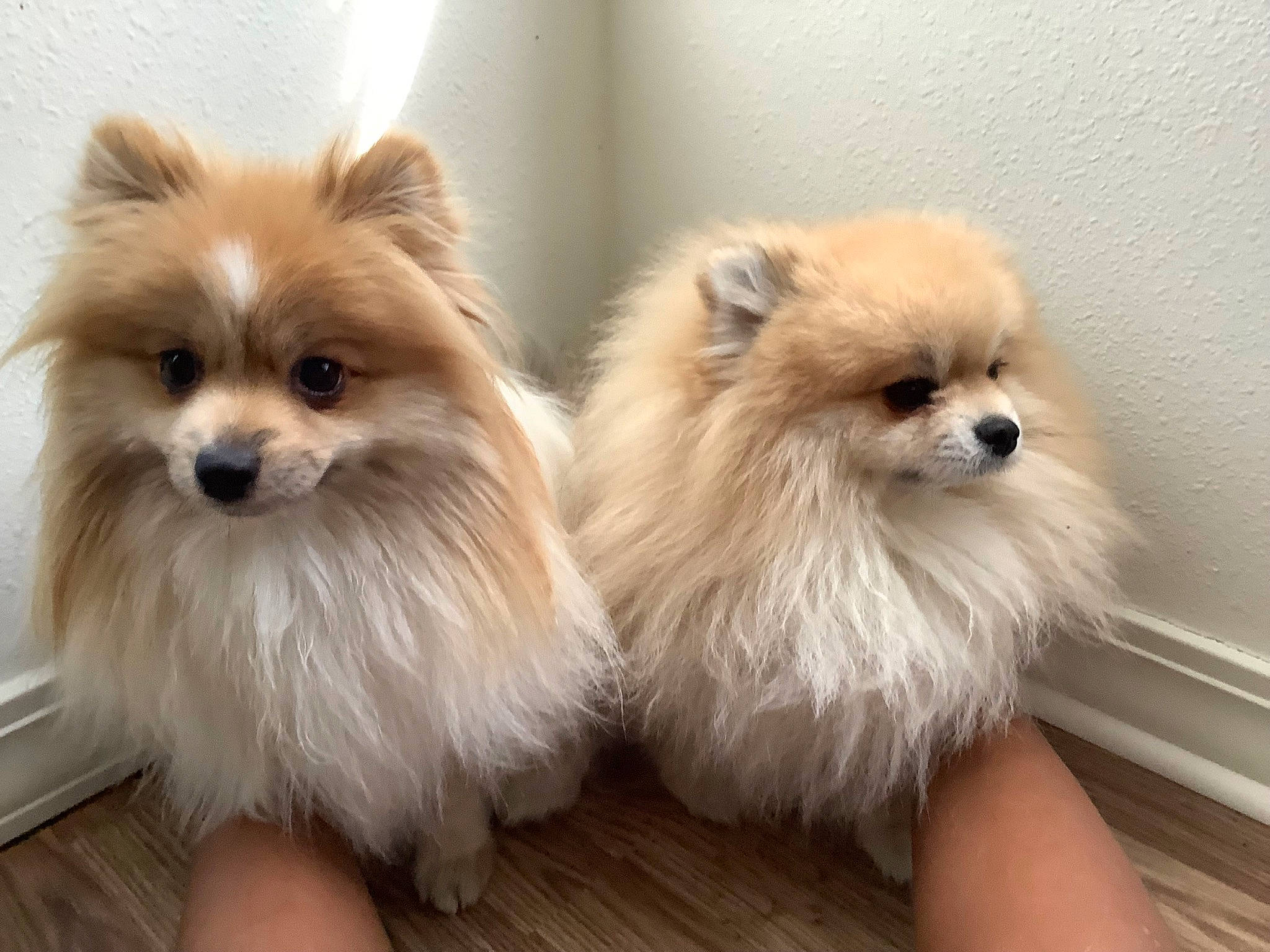 Rosie joined the competition — help win amazing prizes! canidae, carnivore, companion_dog, dog, dog_breed, ear, fawn, fur, german_spitz, german_spitz_klein, german_spitz_mittel, liver, pomeranian, snout, spitz, sporting_group, toy_dog, volpino_italiano, whiskers, working_animal