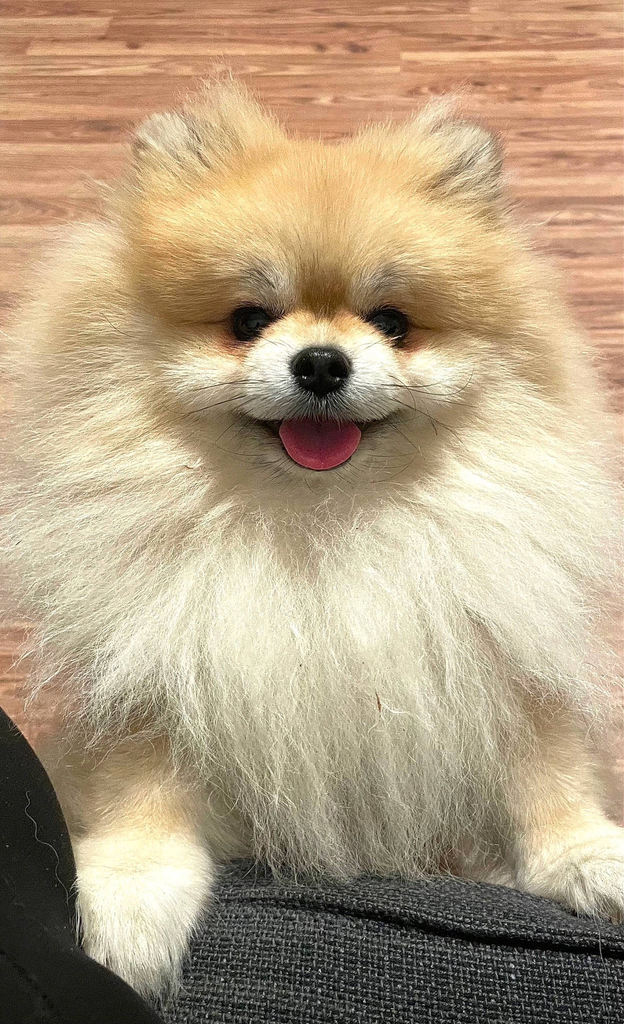 Teddy is registered to the contest to win money with this photo: canidae, carnivore, companion_dog, dog, dog_breed, fawn, fur, german_spitz, german_spitz_klein, head, iris, smile, snout, spitz, sporting_group, toy_dog, volpino_italiano, whiskers, wood, working_animal