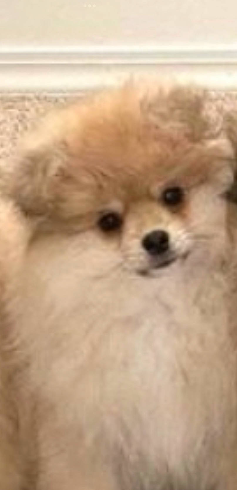 Ruby is registered to the contest to win money with this photo: ancient_dog_breeds, canidae, carnivore, companion_dog, dog, dog_breed, fawn, fur, german_spitz_klein, giant_dog_breed, liver, maltepoo, non_sporting_group, snout, sporting_group, terrestrial_animal, toy_dog, water_dog, whiskers, working_animal