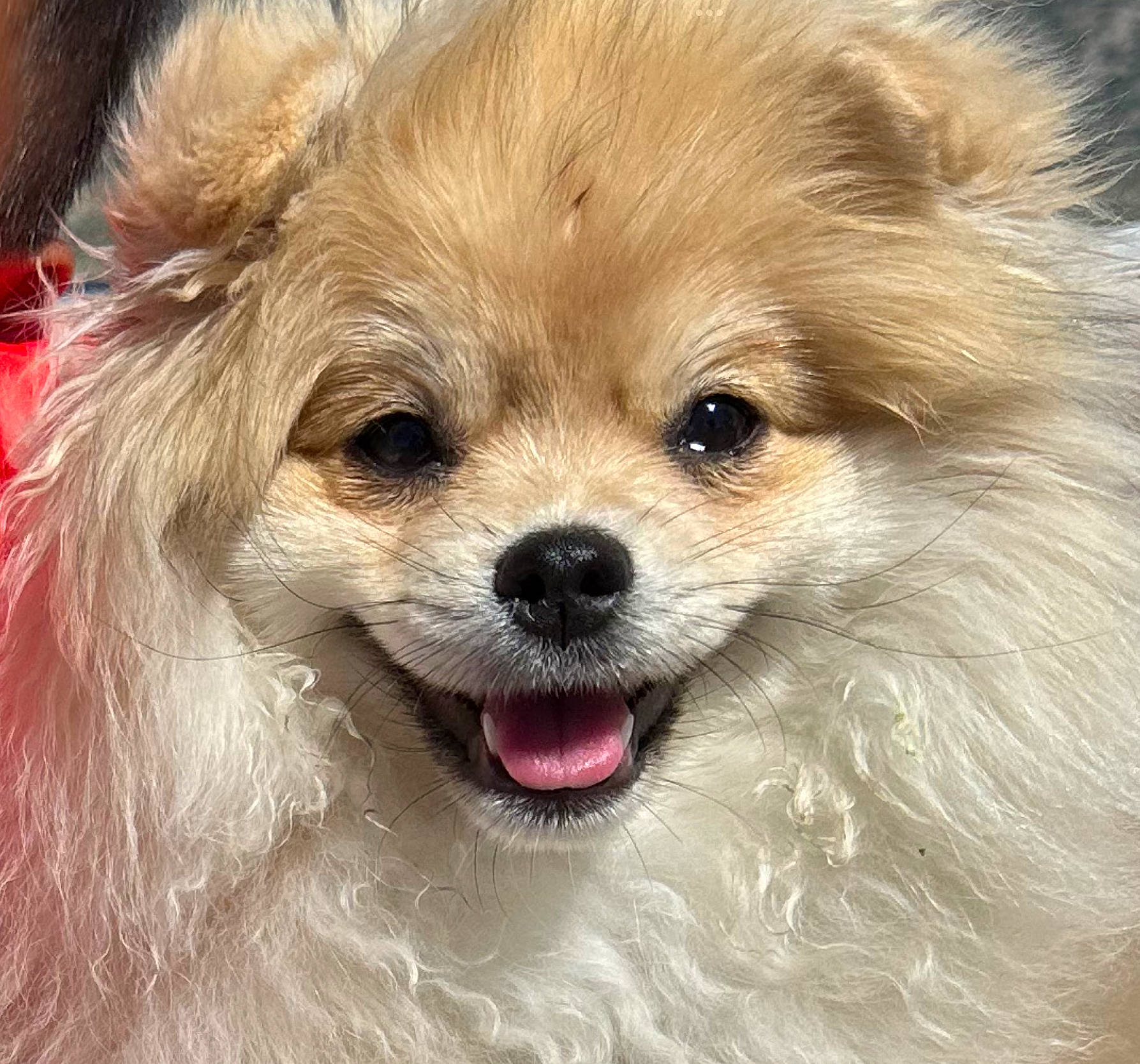 Ruby is registered to the contest to win money with this photo: canidae, carnivore, companion_dog, corgi_chihuahua, dog, dog_breed, eye, fawn, fur, german_spitz, german_spitz_klein, german_spitz_mittel, snout, spitz, sporting_group, terrestrial_animal, toy_dog, volpino_italiano, whiskers, working_animal