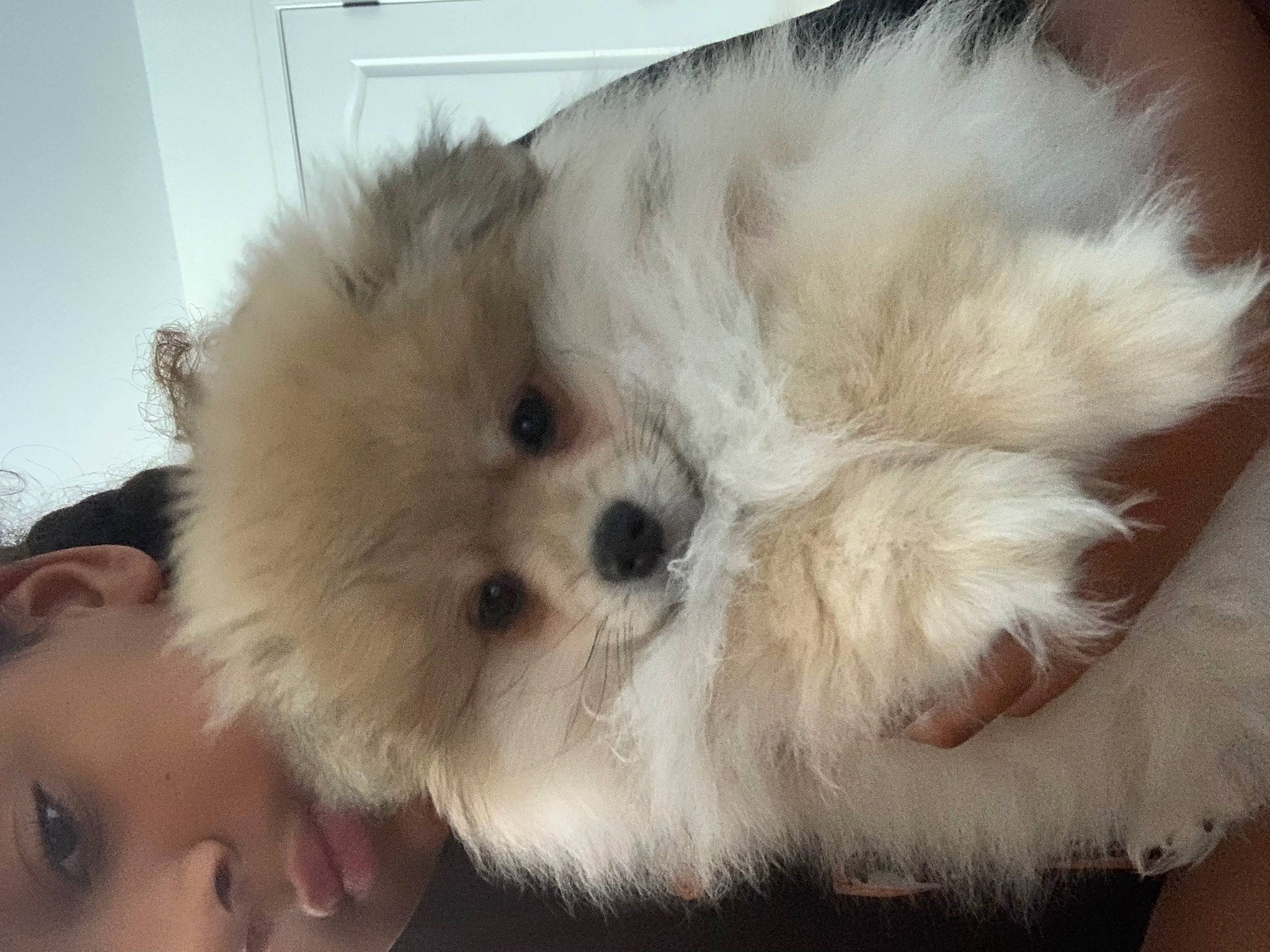 Ruby is registered to the contest to win money with this photo: canidae, carnivore, companion_dog, dog, dog_breed, fawn, fur, german_spitz, german_spitz_klein, german_spitz_mittel, maltepoo, non_sporting_group, puppy, puppy_love, snout, spitz, sporting_group, toy_dog, whiskers, working_animal