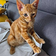 Garfield participe au concours pour gagner de l'argent avec cette photo : cat, kitten, orange_tabby, pet, animal, feline, basket, blanket, couch, indoor, curious, young, whiskers, ears, fur, paws, closeup, domestic, cute, resting