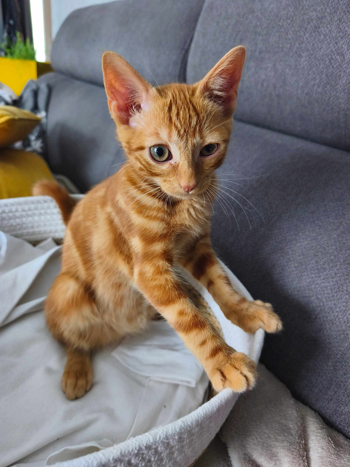 Garfield participe au concours pour gagner de l'argent avec cette photo : cat, kitten, orange_tabby, pet, animal, feline, basket, blanket, couch, indoor, curious, young, whiskers, ears, fur, paws, closeup, domestic, cute, resting
