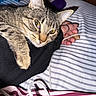 cat, tabby, pet, animal, bed, striped_bed_sheet, human_hand, arm, cable, cozy, snuggling, fur, whiskers, yellow_eyes, indoor, resting, close_up, cute, domestic_cat, relaxing