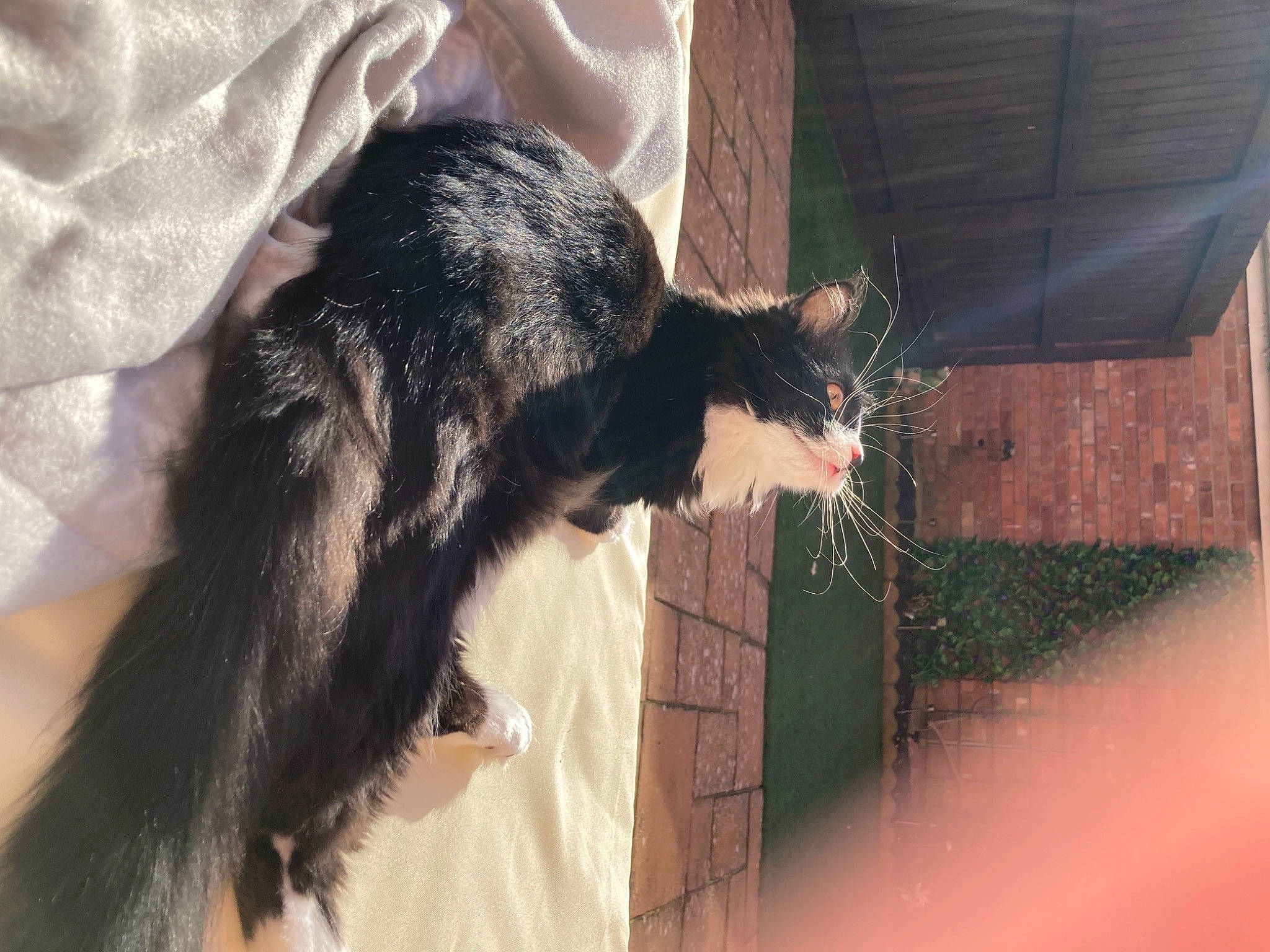 Ace joined the competition — help win amazing prizes! beard, canidae, carnivore, cat, claw, dog_breed, domestic_short_haired_cat, ear, felidae, fur, small_to_medium_sized_cats, snout, tail, terrestrial_animal, tints_and_shades, vertebrate, whiskers, window