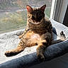 Miller is registered to the contest to win money with this photo: animal, cat, cat_bed, cozy, ears, feline, fluffy, fur, home, indoor, pet, relaxed, resting, sitting, soft, sunlight, tabby_cat, tail, whiskers, window