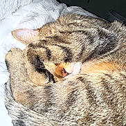 Miller joined the competition — help win amazing prizes! animal, blanket, cat, cozy, cute, ears, feline, fur, greenery, indoor, nose, paw, pet, relaxed, resting, sleeping, soft, tabby, whiskers, window